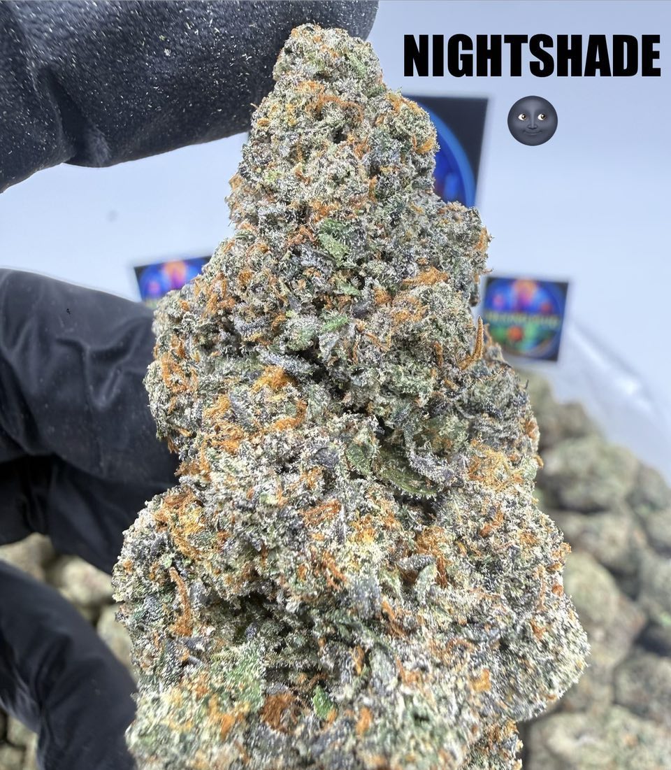  NIGHTSHADE Slide 2